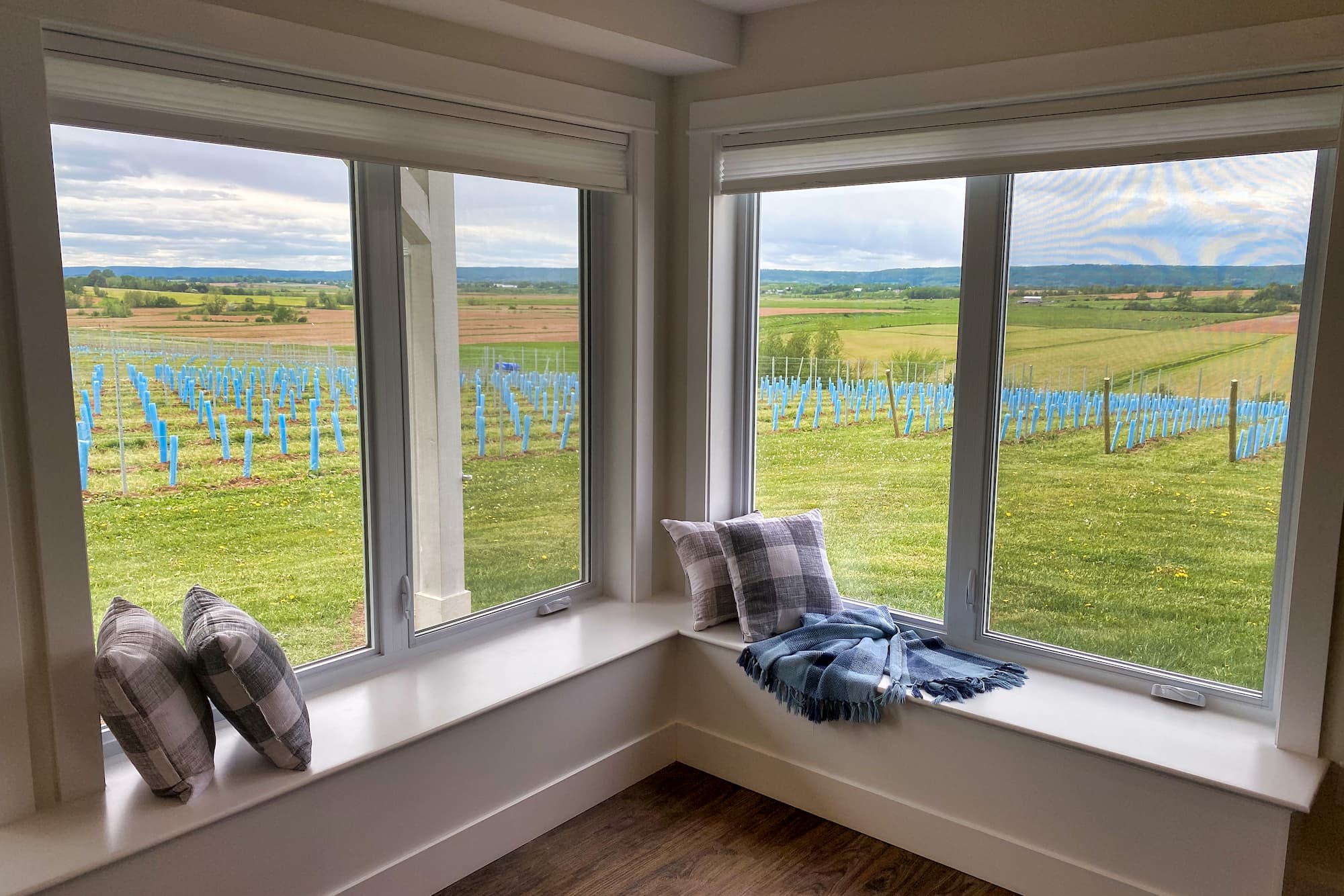 View of vineyard from window seat.